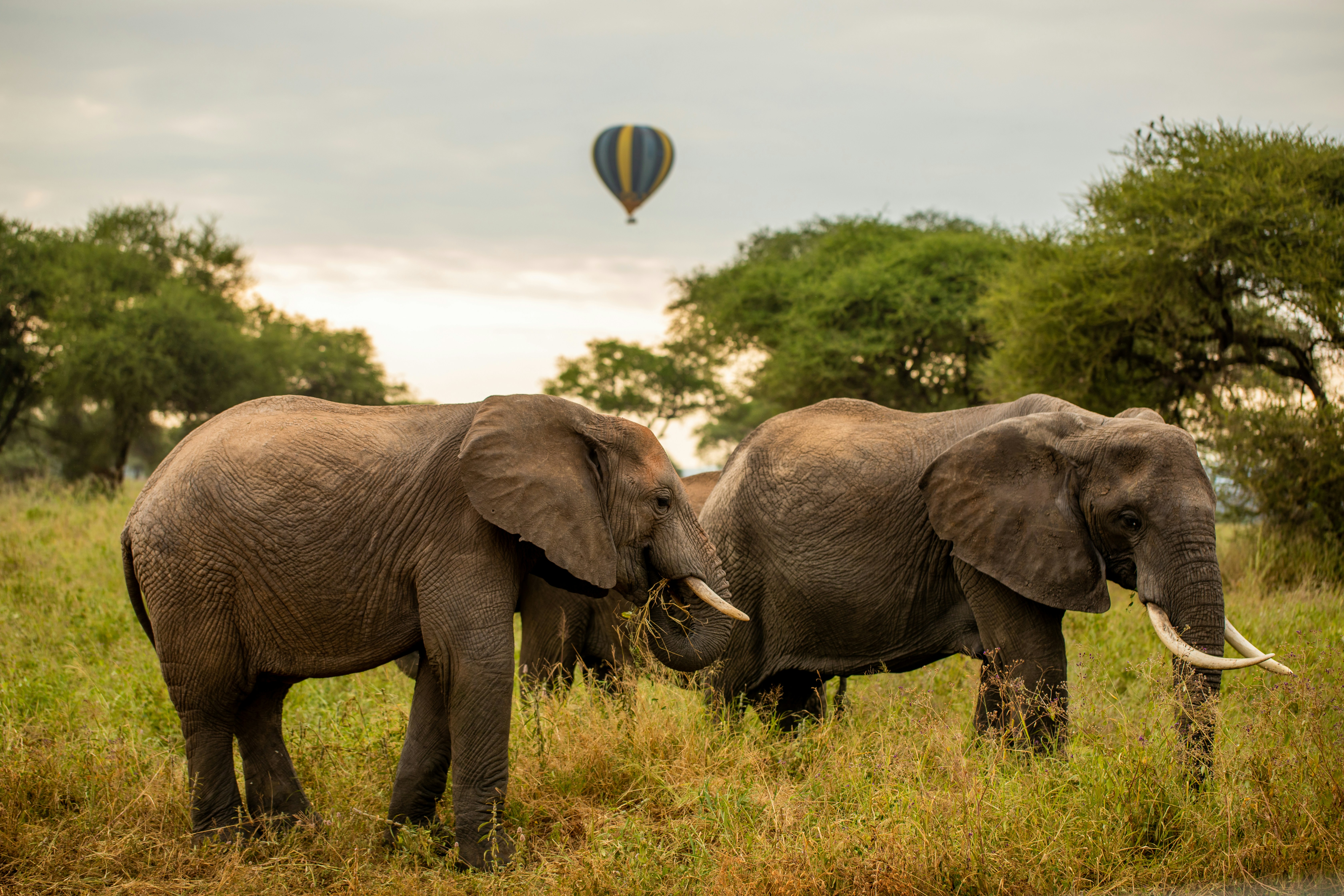 Tanzania safari